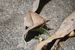 Epidesmia chilonaria