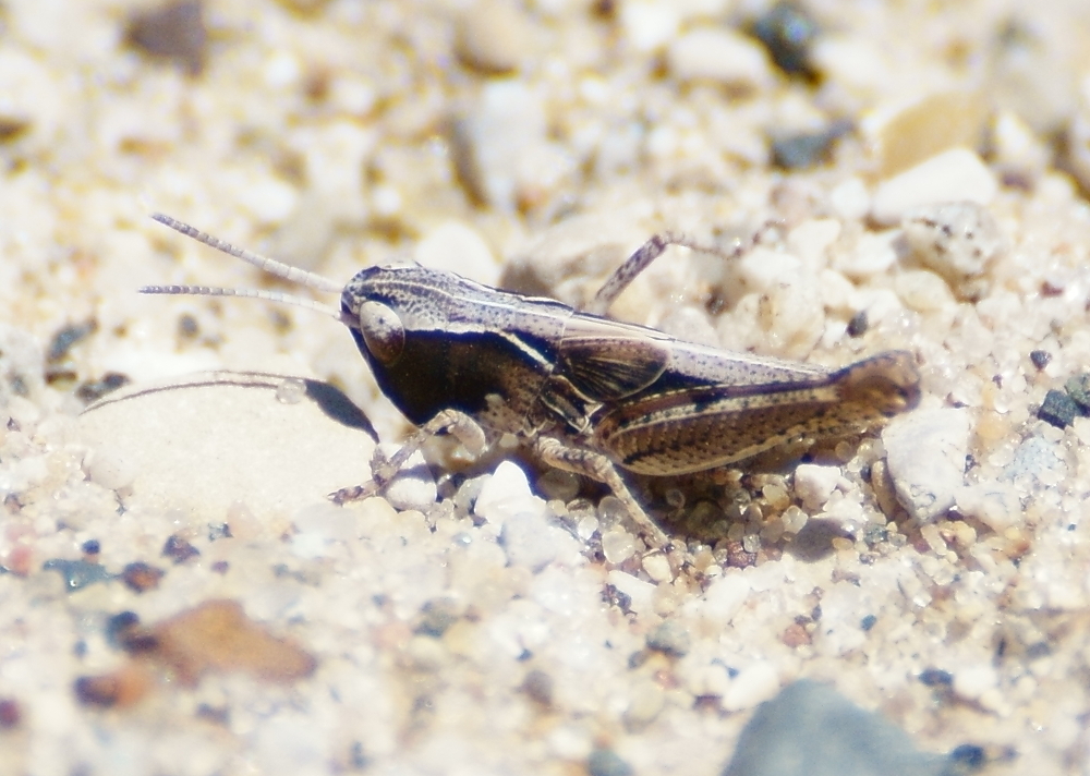 White-whiskered Grasshopper