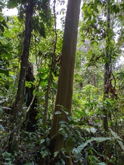 Calycophyllum