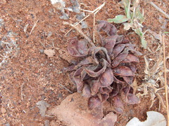 Dichrostachys cinerea