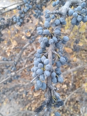 Forestiera pubescens