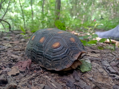 Chelonoidis carbonarius