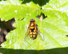 Syrphus octomaculatus