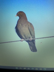 Patagioenas flavirostris