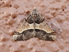 Frederickia hypaethrata