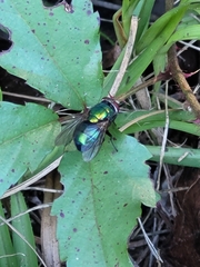 Chrysomya rufifacies