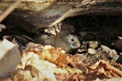 Clethrionomys gapperi