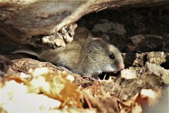 Clethrionomys gapperi