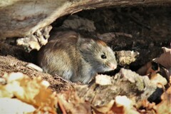 Clethrionomys gapperi