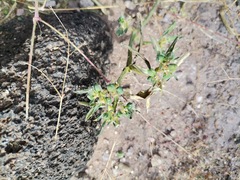 Euphorbia exstipulata