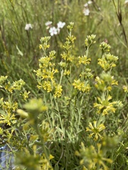 Pimelea curviflora