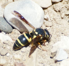 Euodynerus castigatus