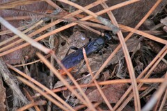 Protichneumon grandis