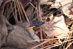 Protichneumon grandis
