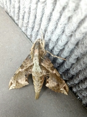 Eupanacra elegantulus