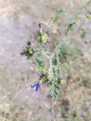 Solanum citrullifolium