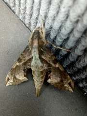 Eupanacra elegantulus