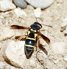 Euodynerus castigatus