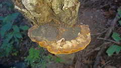 Hymenochaetaceae