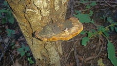 Hymenochaetaceae