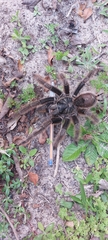 Grammostola