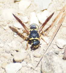 Euodynerus castigatus