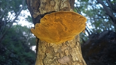 Hymenochaetaceae