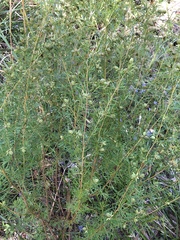 Gompholobium latifolium