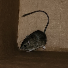 Chaetodipus fallax fallax