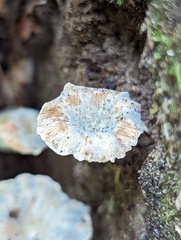 Lentinus sajor-caju