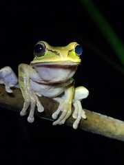 Smilisca phaeota