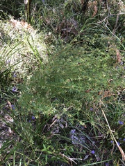 Gompholobium latifolium