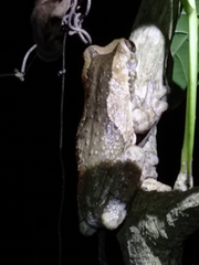 Trachycephalus typhonius