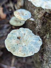 Lentinus sajor-caju