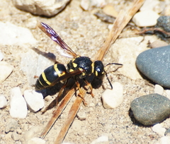 Euodynerus castigatus