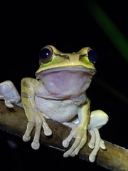 Smilisca phaeota
