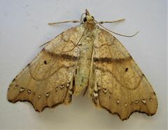 Chalastra pellurgata