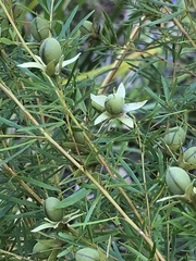 Gompholobium latifolium