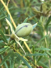 Gompholobium latifolium