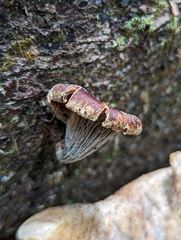 Lentinus sajor-caju