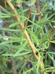 Gompholobium latifolium