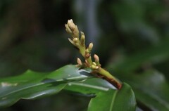 Alpinia arundelliana