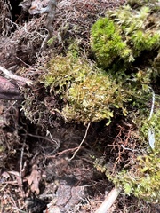 Odontoschisma sphagni