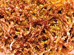 Odontoschisma sphagni