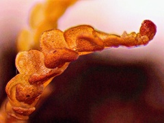 Odontoschisma sphagni