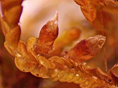 Odontoschisma sphagni