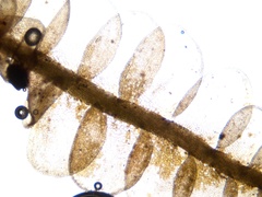 Odontoschisma sphagni