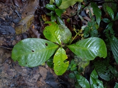 Gentianales