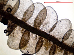 Odontoschisma sphagni