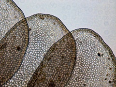 Odontoschisma sphagni